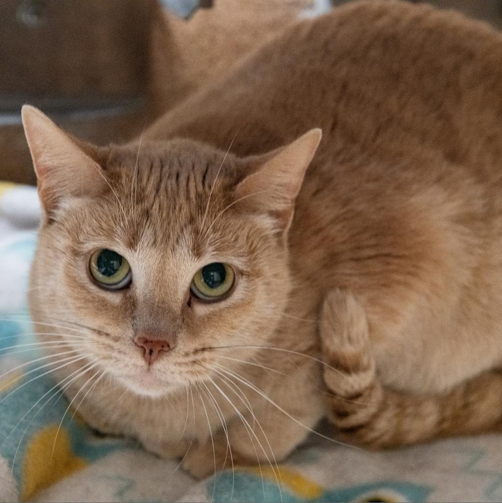 Enlarge Chloe, a Adoptable Domestic Short Hair in Los Angeles, CA image 5/6