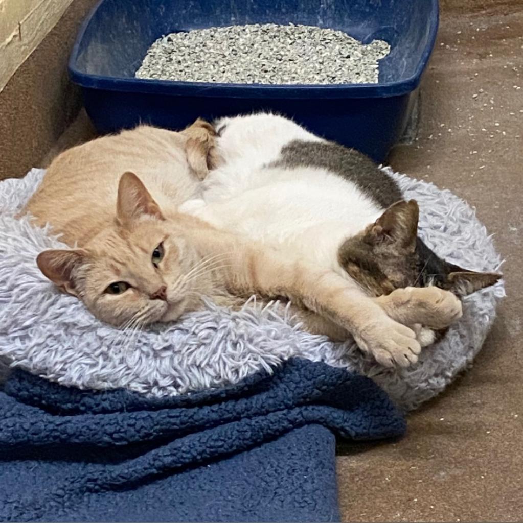 Enlarge Chloe, a Adoptable Domestic Short Hair in Los Angeles, CA image 6/6