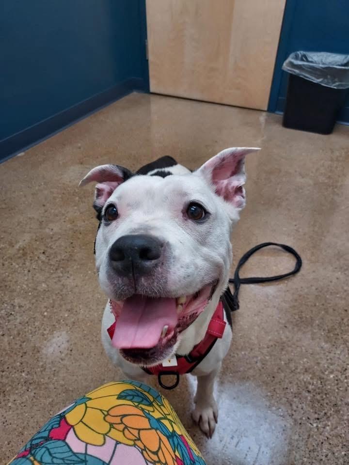 Isis, adopted, Adult Female Mixed Breed.