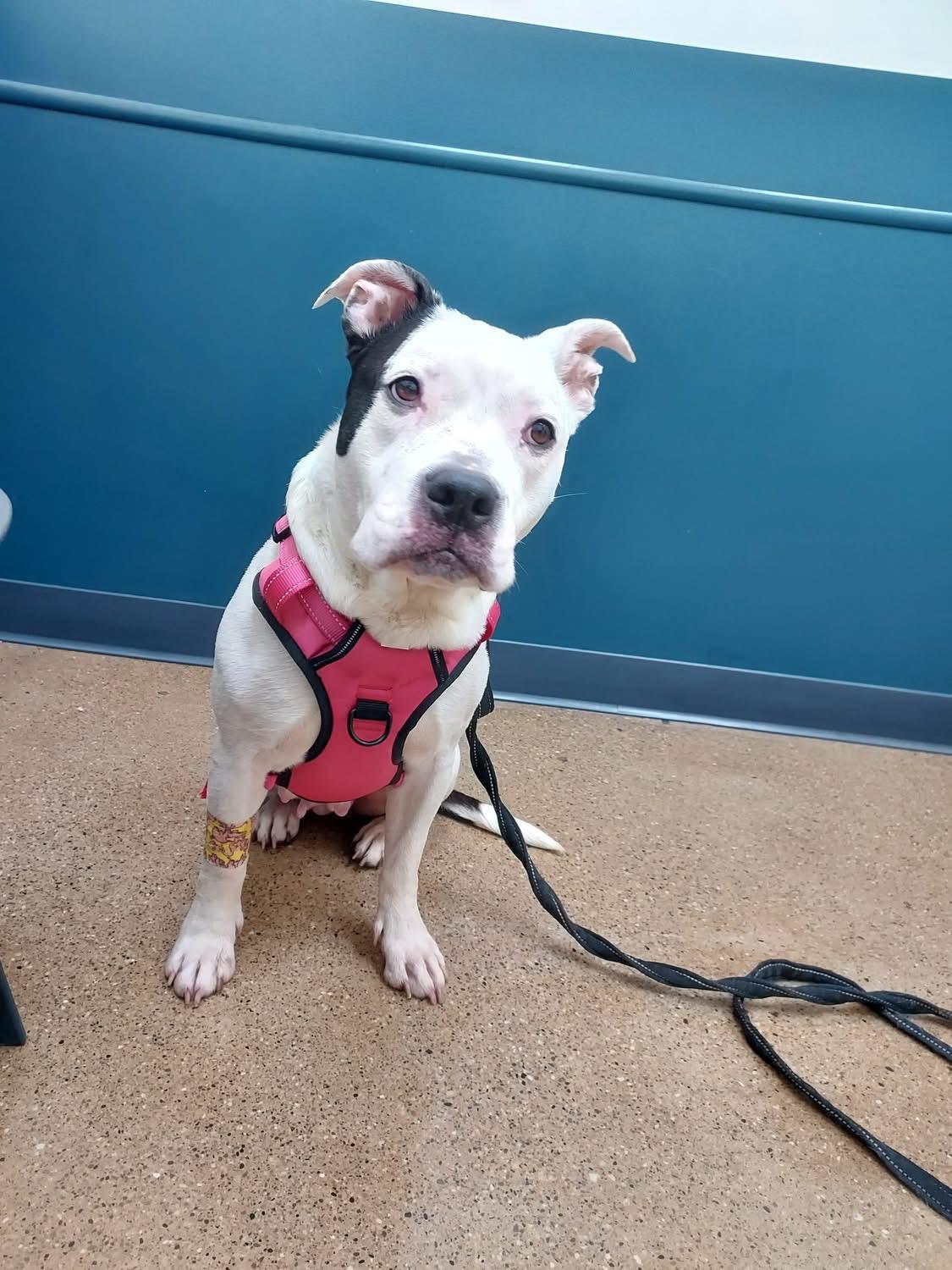 Enlarge Isis, a ADOPTABLE mixed breed in Greenwood, IN image 2/6