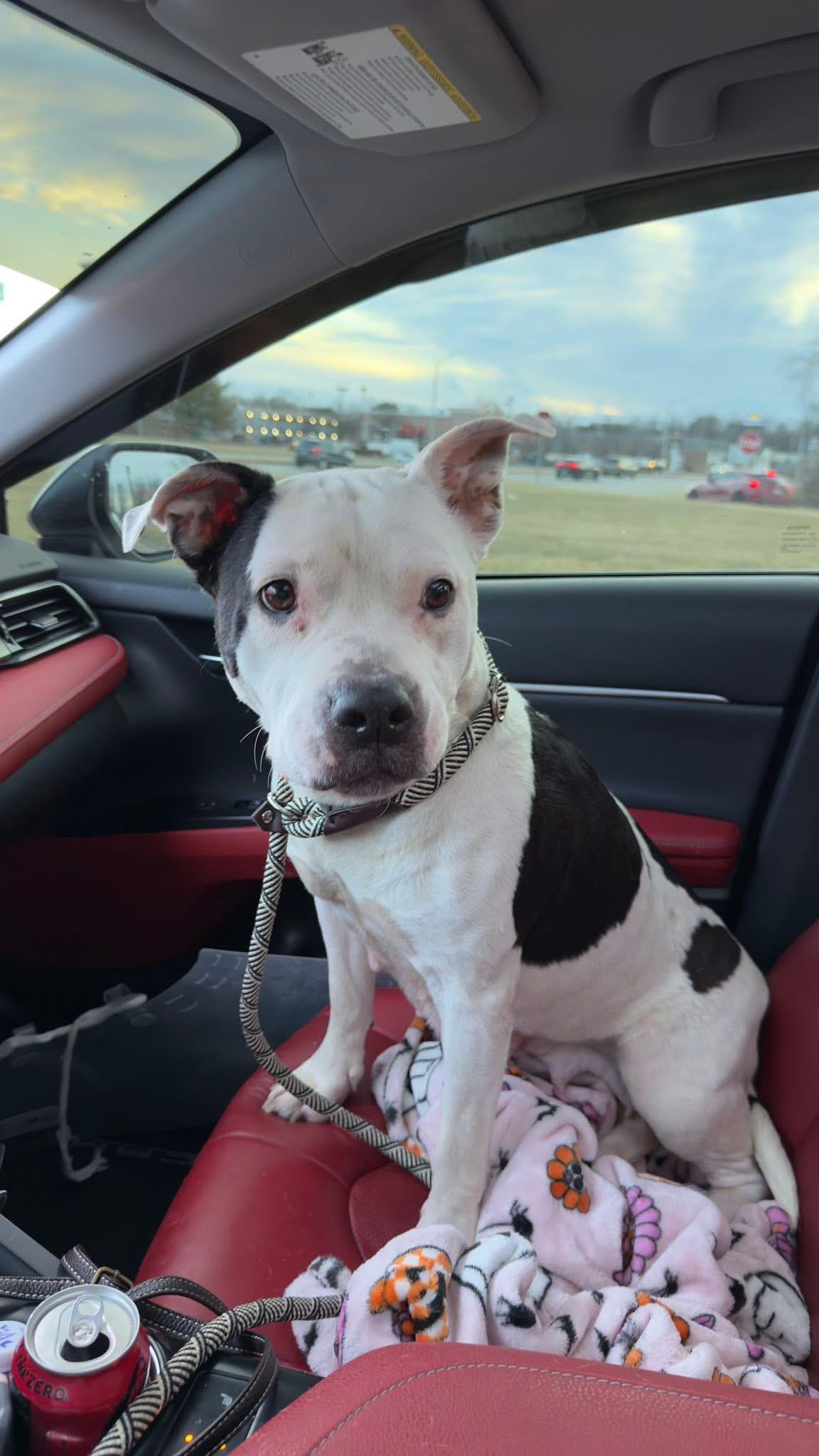 Enlarge Isis, a ADOPTABLE mixed breed in Greenwood, IN image 6/6