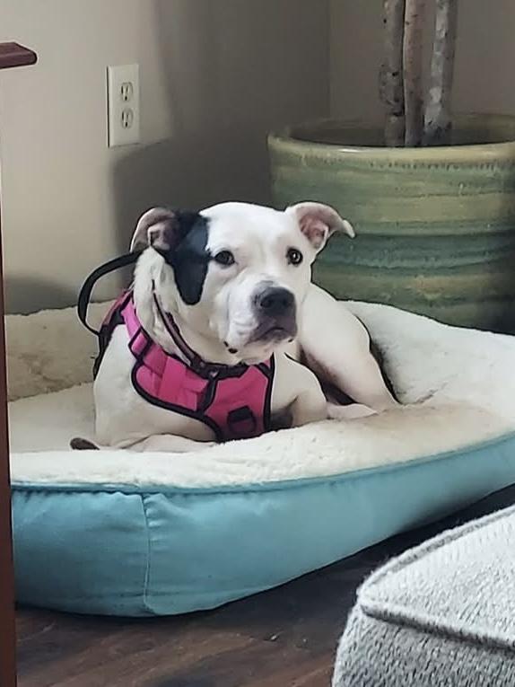 Enlarge Isis, a ADOPTABLE mixed breed in Greenwood, IN image 4/6