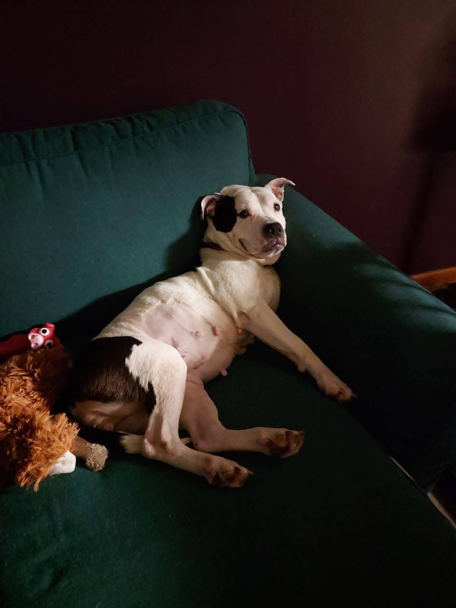 Enlarge Isis, a ADOPTABLE mixed breed in Greenwood, IN image 5/6