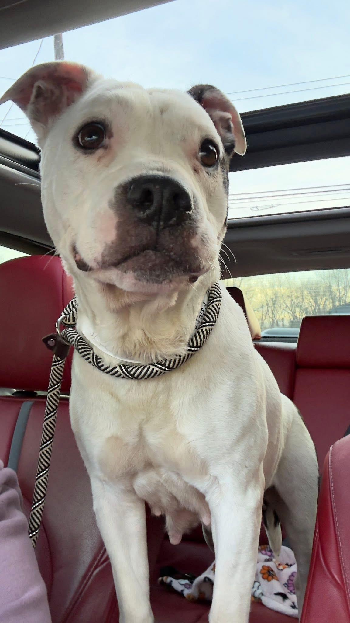 Enlarge Isis, a ADOPTABLE mixed breed in Greenwood, IN image 3/6