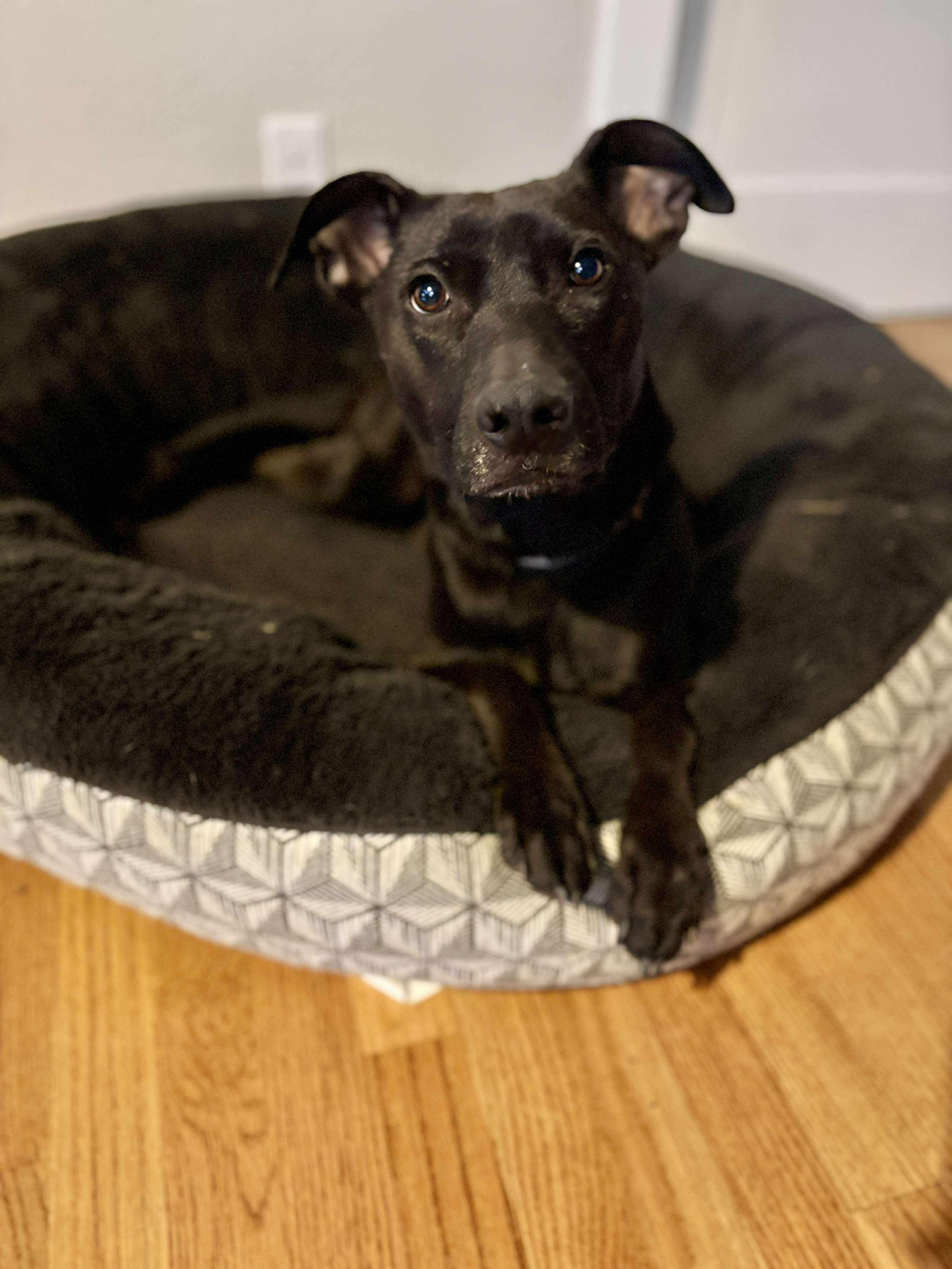 Charli Girl, an adoptable Shepherd in yamhill, OR, 97148 | Photo Image 5