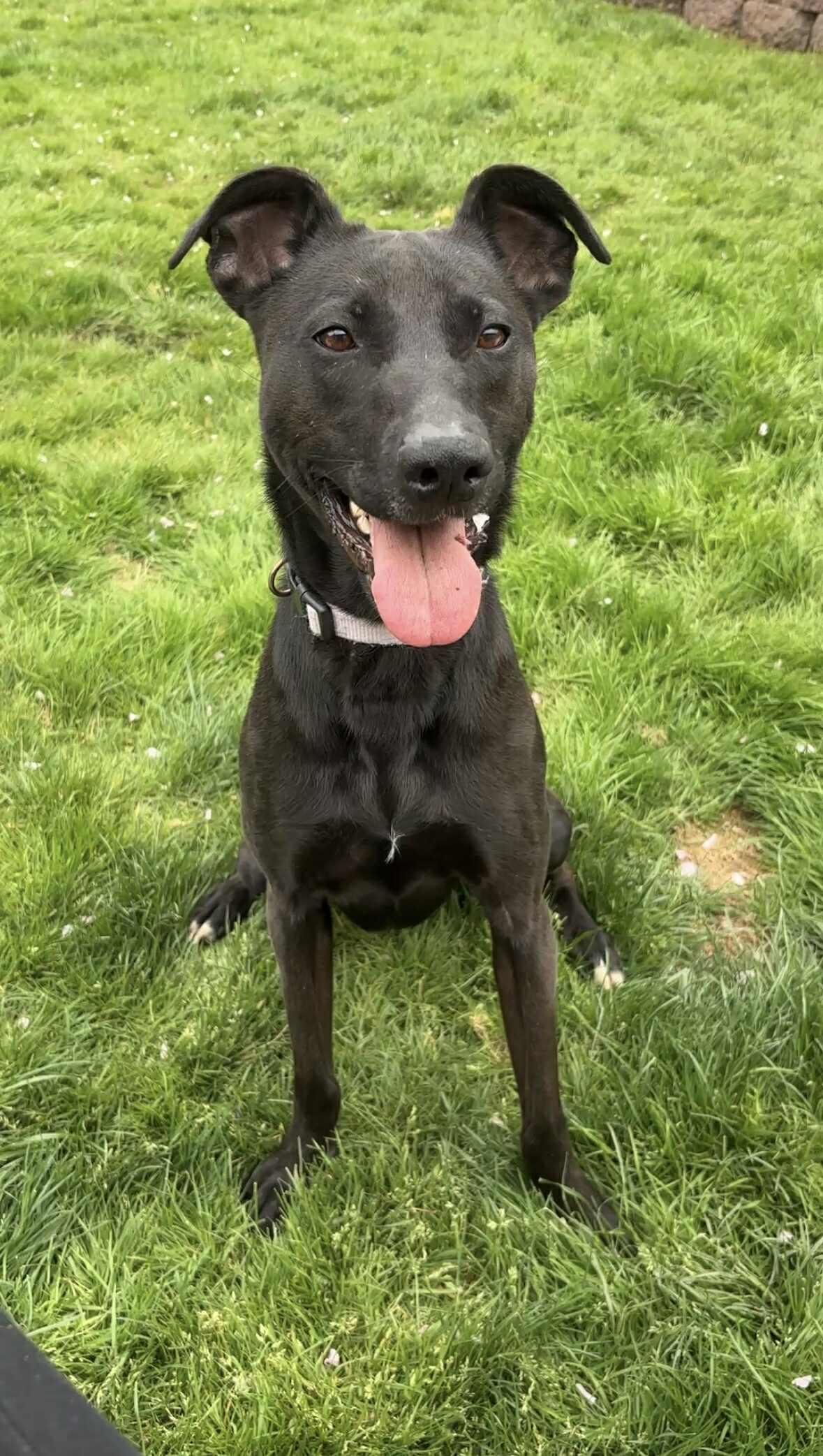 Charli Girl, an adoptable Shepherd in yamhill, OR, 97148 | Photo Image 3