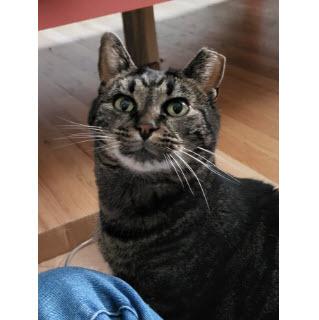 Cindy Green, work-in-progress cat, Adoptable, Adult Female Domestic Short Hair & Domestic Short Hair.