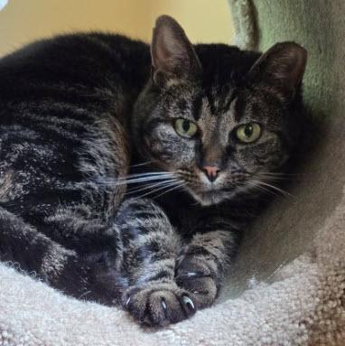 Cindy Green, Adoptable, Adult Female Domestic Short Hair & Domestic Short Hair.