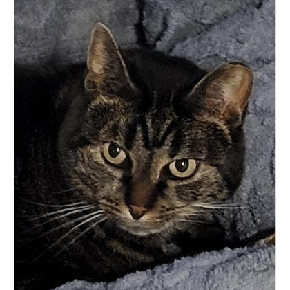 Enlarge Cindy Green, work-in-progress cat, a Adoptable mixed breed in Hudson, MA image 2/3