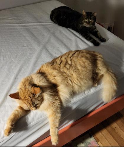 Enlarge Cindy Green, work-in-progress cat, a Adoptable mixed breed in Hudson, MA image 3/3