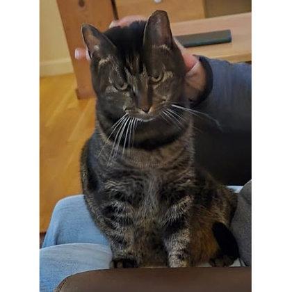 Cindy Green, a Adoptable mixed breed in Hudson, MA image 3/3