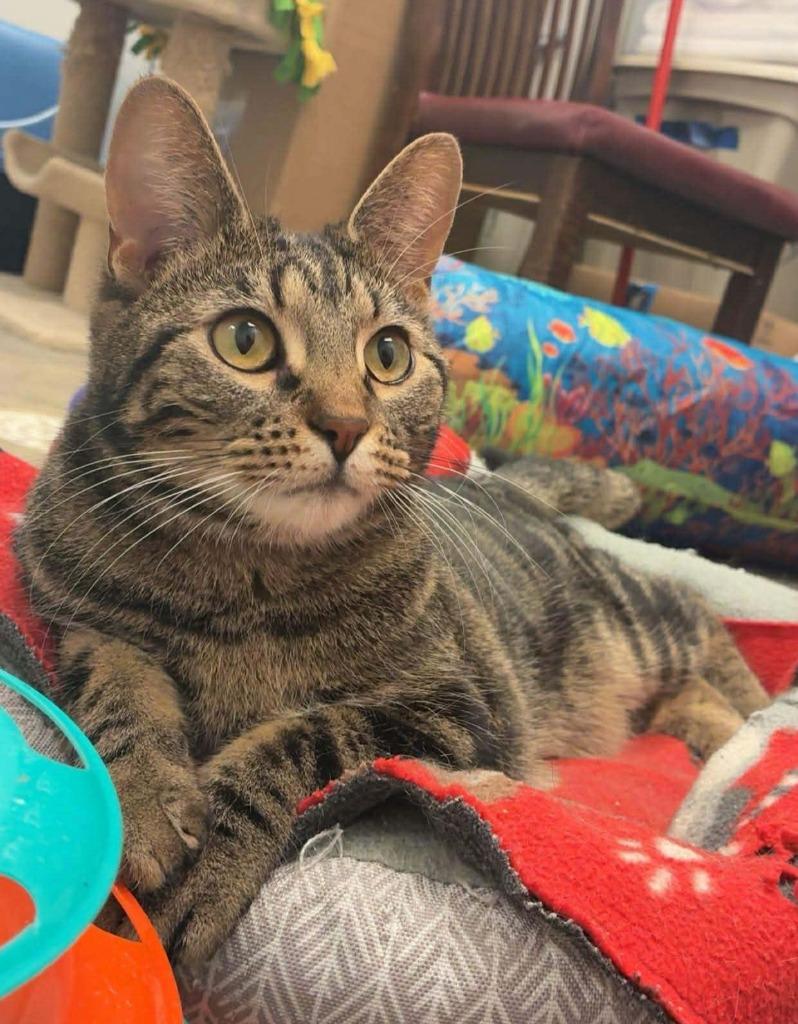 Oakley, Adopted, Young Male Domestic Short Hair.