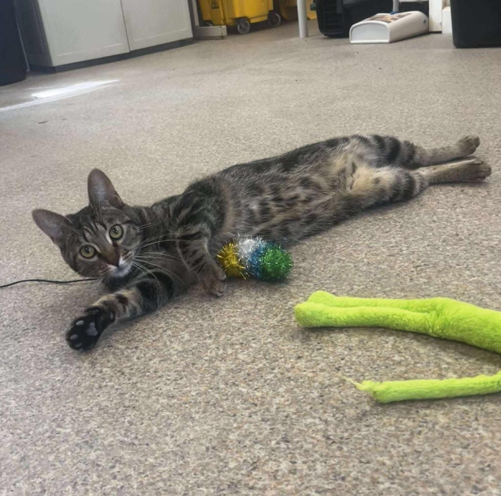 Enlarge Oakley, a Adopted mixed breed in Sunrise Beach, MO image 3/3