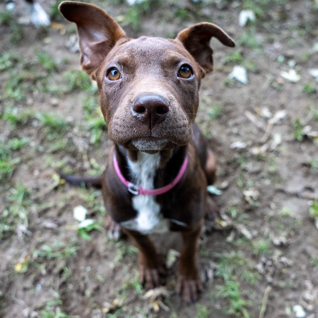 Jill, Adoptable, Puppy Female Chocolate Labrador Retriever & Spaniel.