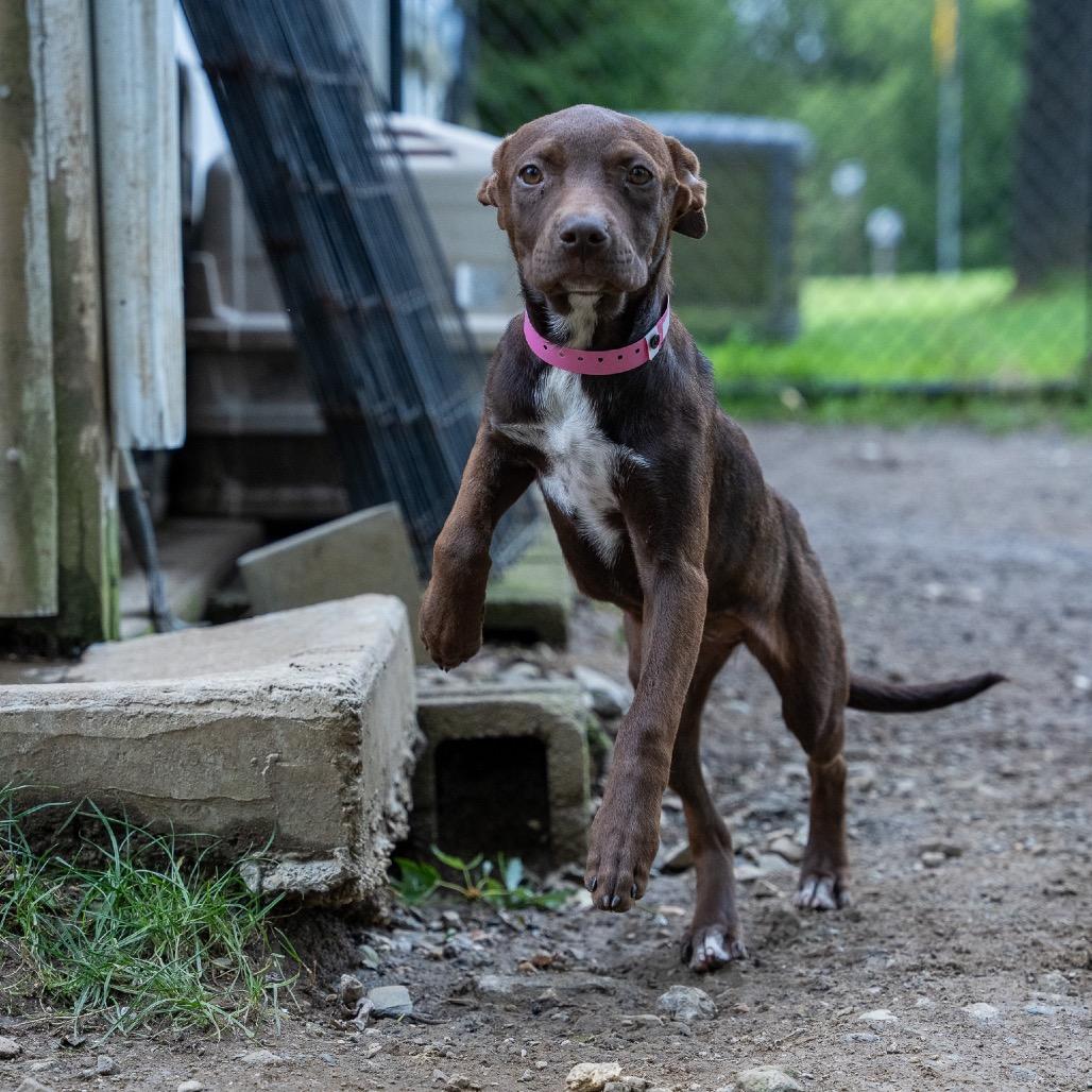 Enlarge Jill, a Adoptable mixed breed in Pawling, NY image 2/6