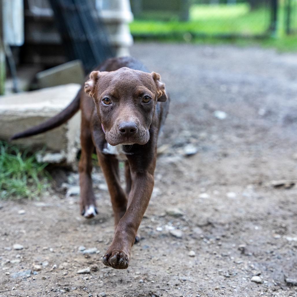 Enlarge Jill, a Adoptable mixed breed in Pawling, NY image 3/6