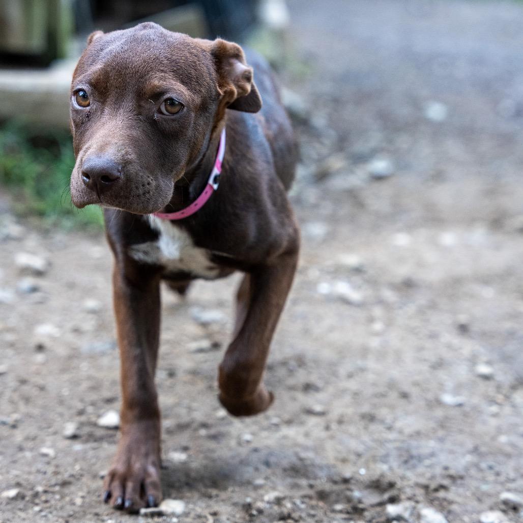 Enlarge Jill, a Adoptable mixed breed in Pawling, NY image 4/6
