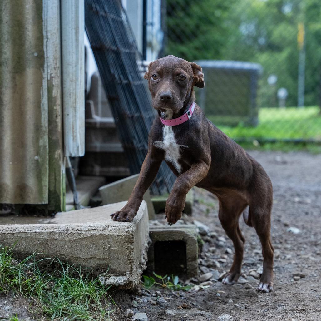 Enlarge Jill, a Adoptable mixed breed in Pawling, NY image 5/6