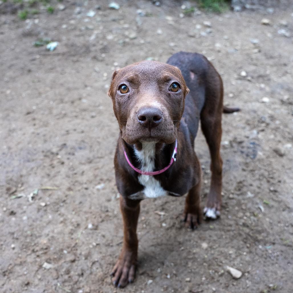 Enlarge Jill, a Adoptable mixed breed in Pawling, NY image 6/6