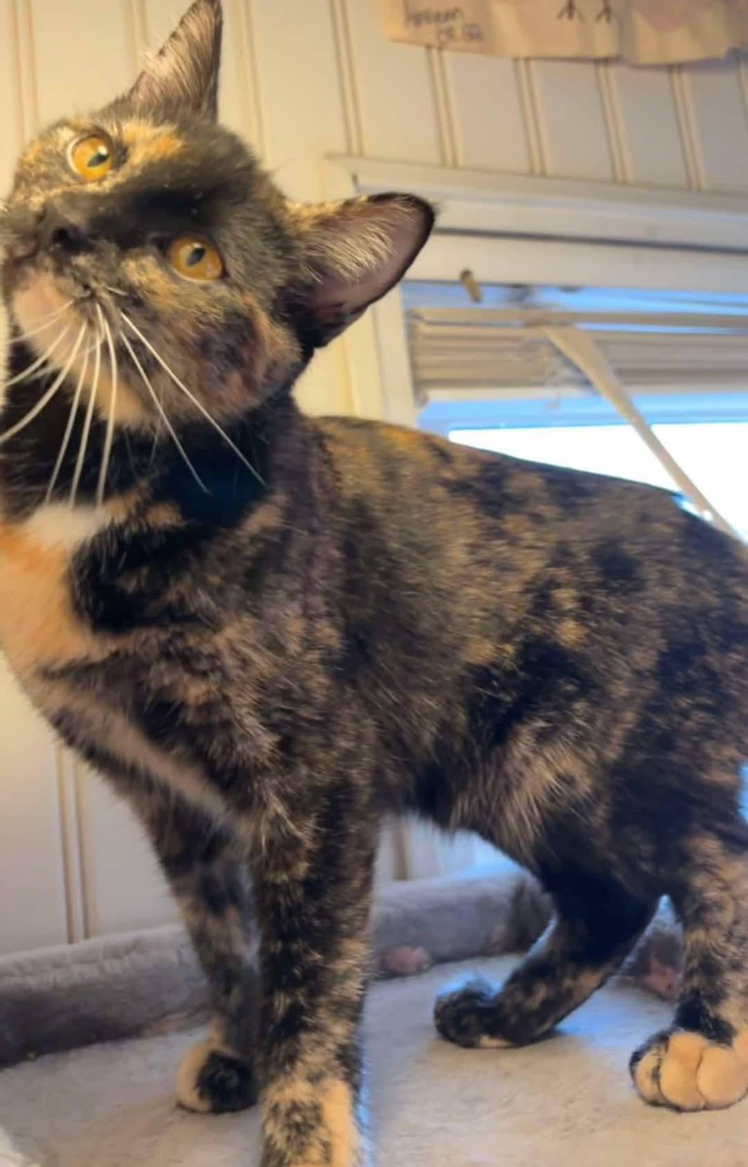 Enlarge Mang, a Adopted Tortoiseshell in Irwin, PA image 1/1