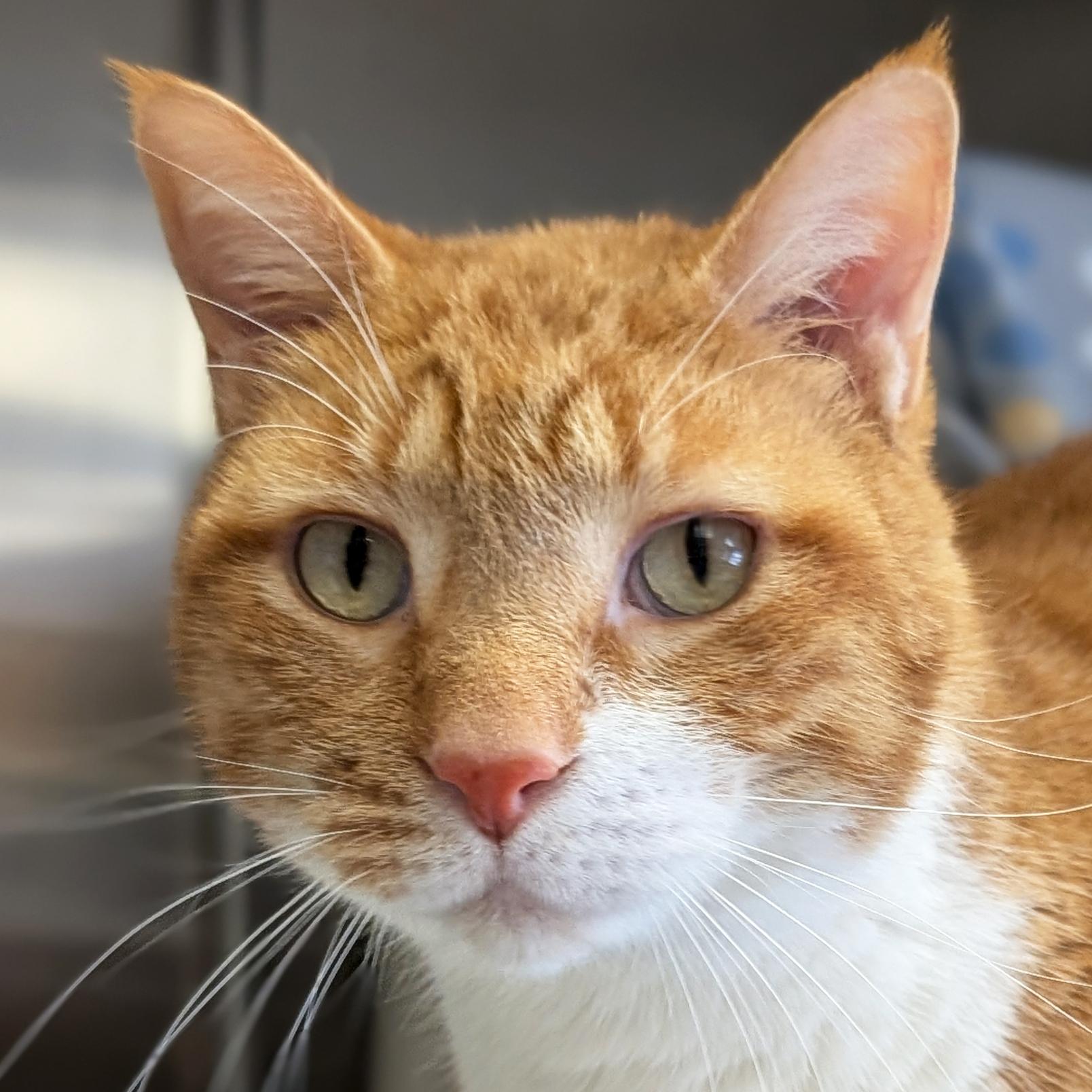 Ed, ADOPTABLE, Adult Male Domestic Short Hair.