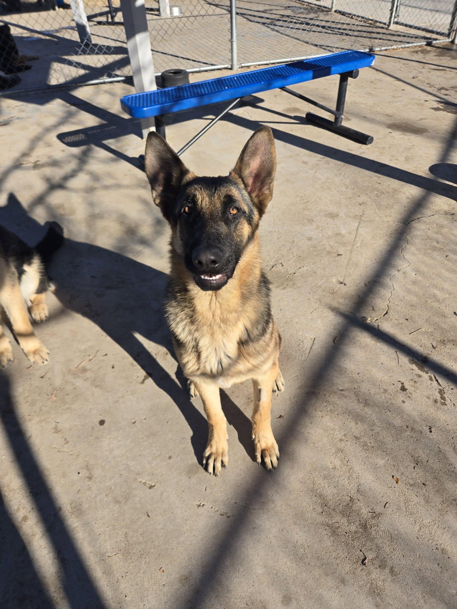 Kemish, ADOPTABLE, Young Male German Shepherd Dog.