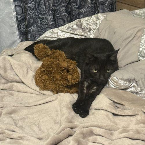 Fudgie, Adoptable, Adult Female American Shorthair.