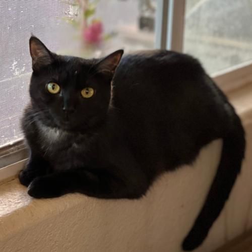 Enlarge Fudgie, a Adoptable American Shorthair in Glendale, AZ image 2/2