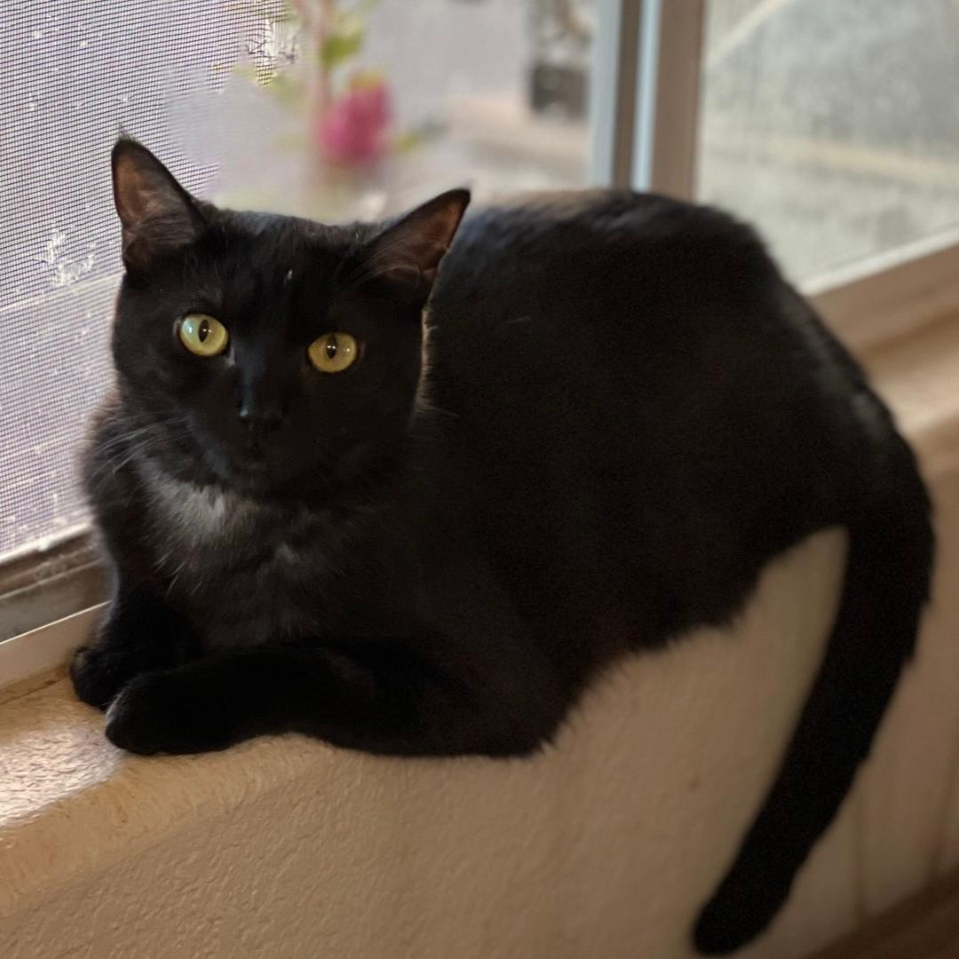Fudgie, a Adoptable American Shorthair in Glendale, AZ image 2/2