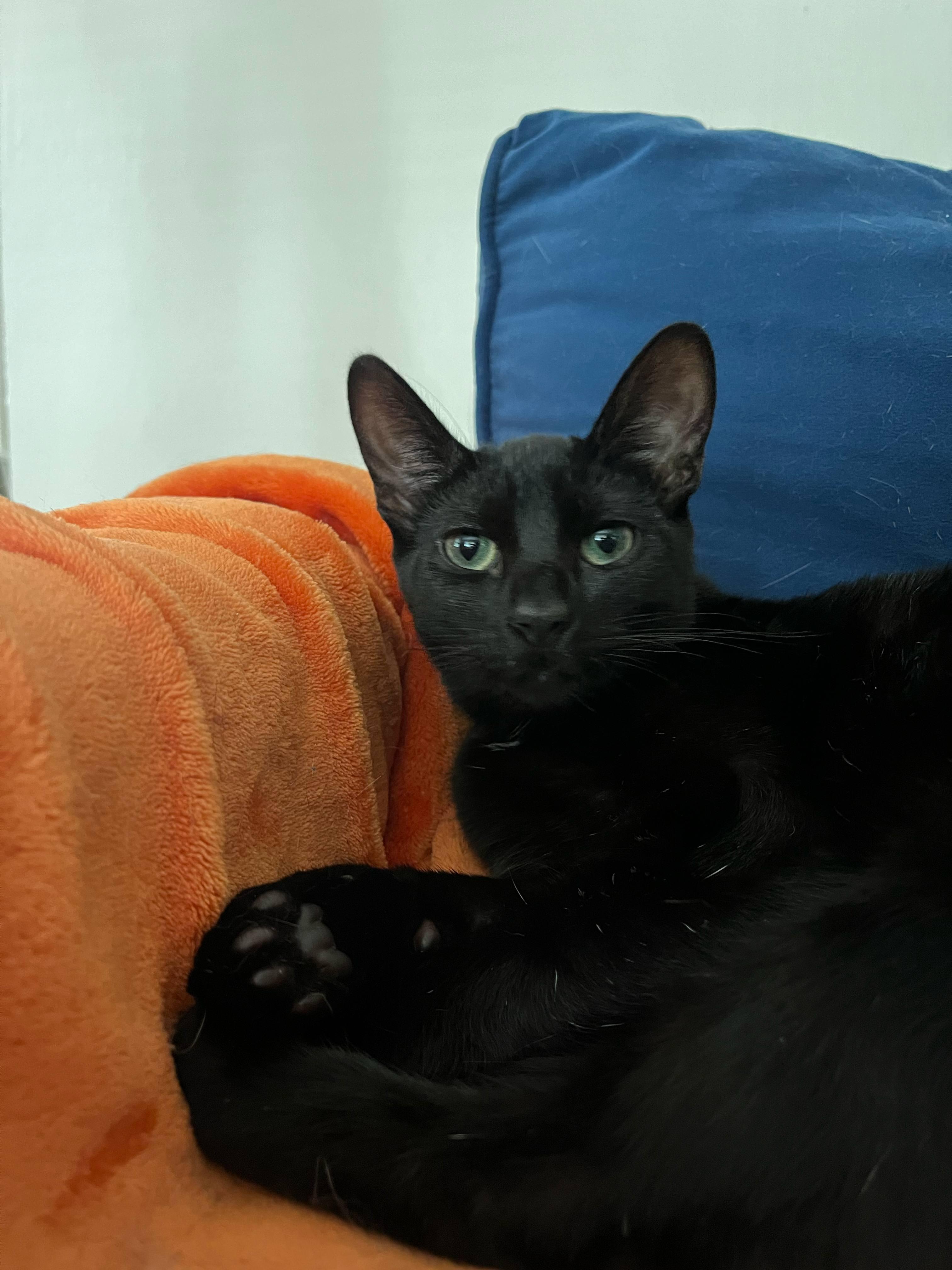 Enlarge Bobby & Cindy, a Adoptable Tabby in Bell Gardens, CA image 2/6
