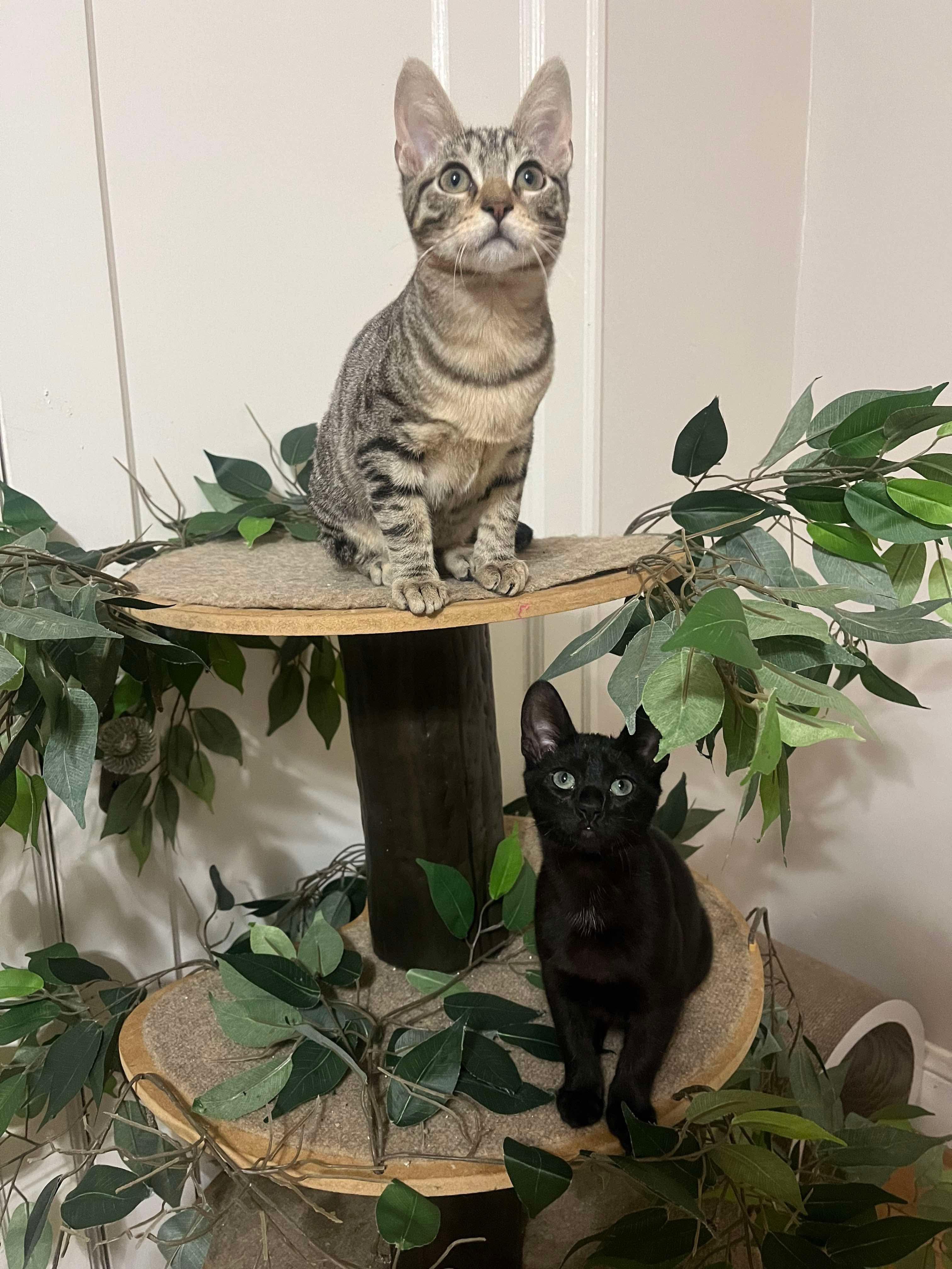 Enlarge Bobby & Cindy, a Adoptable Tabby in Bell Gardens, CA image 6/6