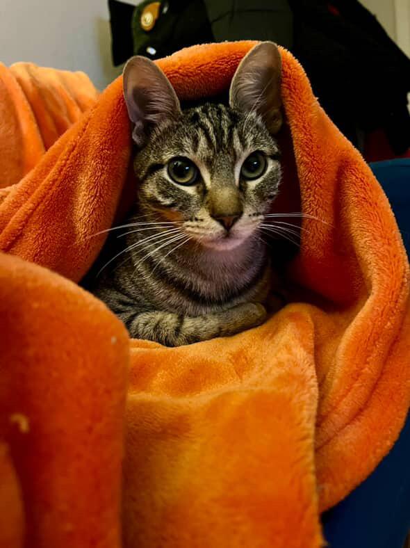 Enlarge Bobby & Cindy, a Adoptable Tabby in Bell Gardens, CA image 3/6