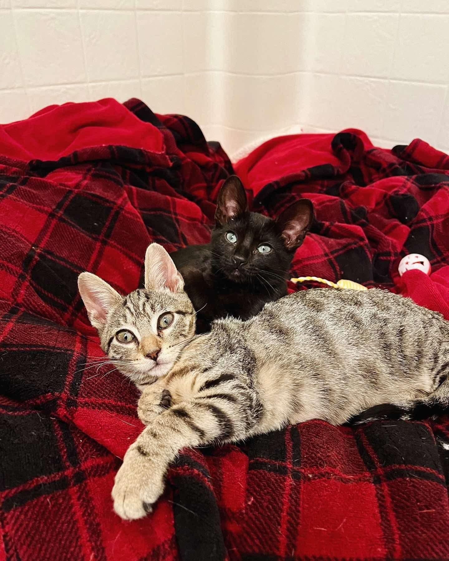 Enlarge Bobby & Cindy, a Adoptable Tabby in Bell Gardens, CA image 4/6