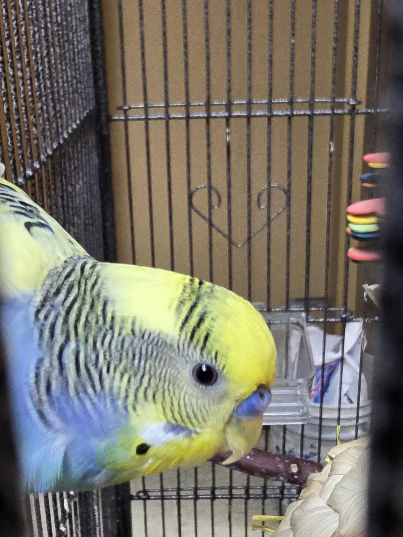 Enlarge Piper, a Adopted Parakeet (Other) in Inverness, FL image 1/1