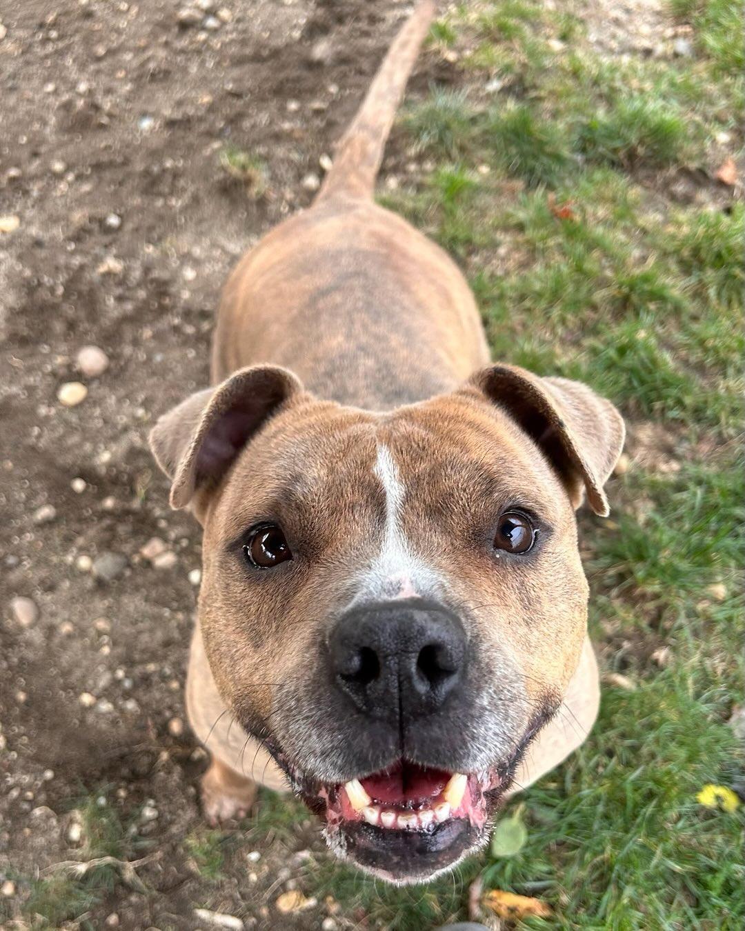 Sally Tag #440, Adoptable, Adult Female Pit Bull Terrier.