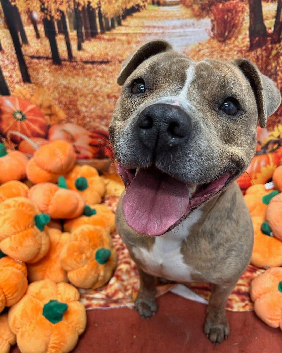 Enlarge Sally Tag #440, a Adoptable mixed breed in Central Islip, NY image 2/4