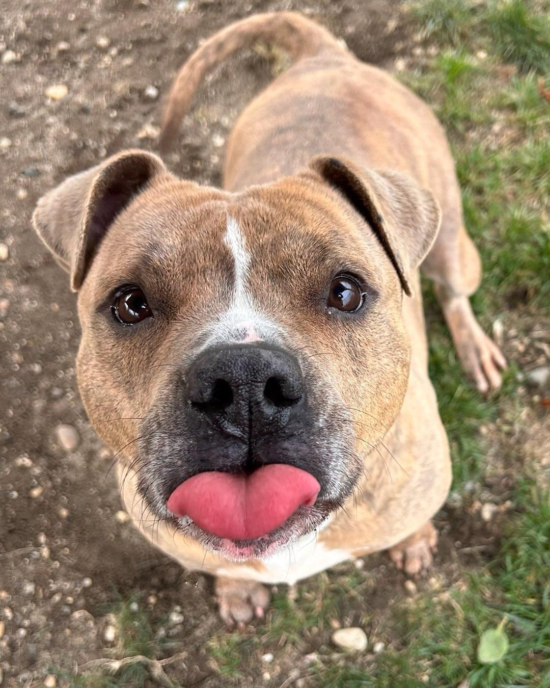 Enlarge Sally Tag #440, a Adoptable mixed breed in Central Islip, NY image 3/4