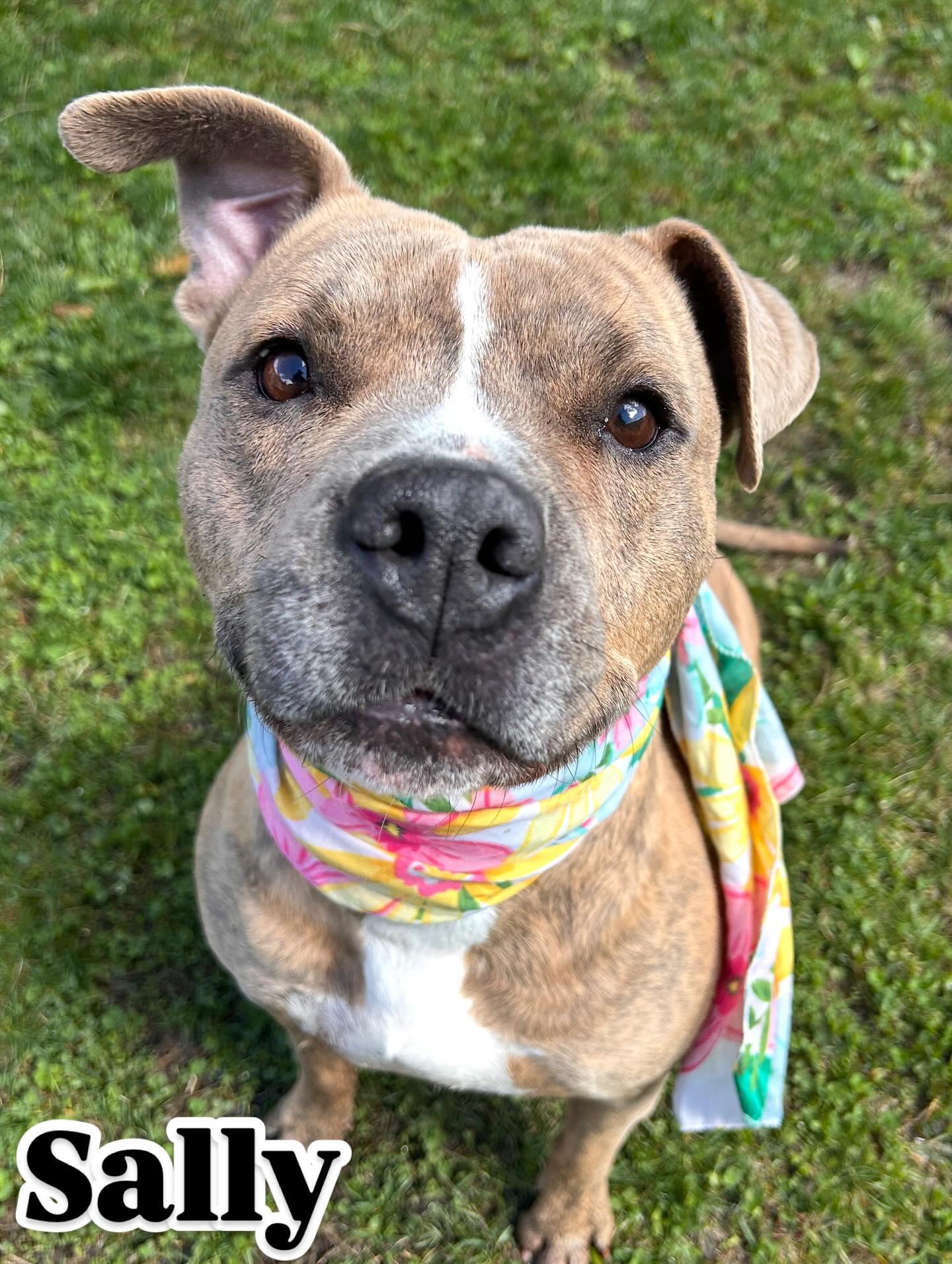 Enlarge Sally Tag #440, a Adoptable mixed breed in Central Islip, NY image 4/4