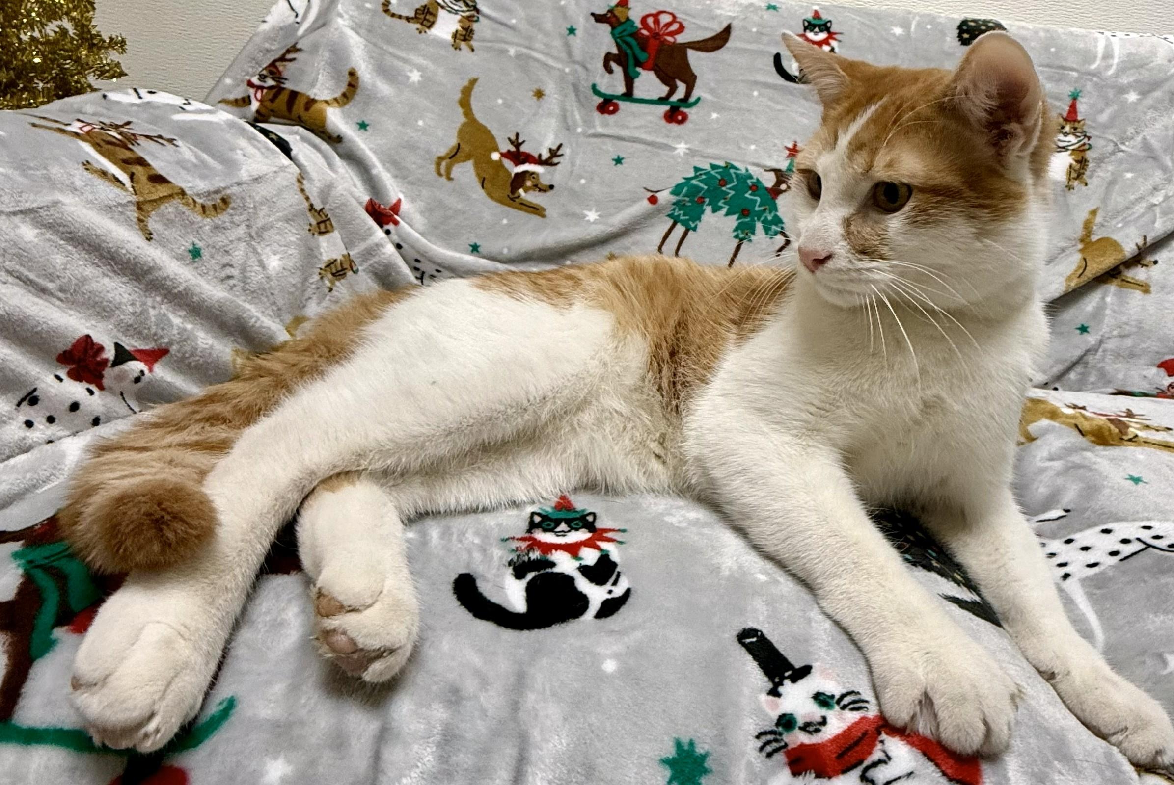 Enlarge George, a ADOPTABLE Domestic Short Hair in Miller Beach, IN image 1/1