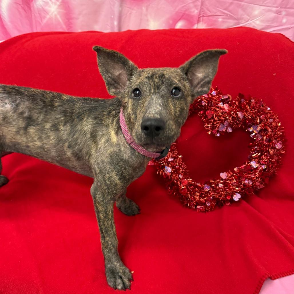 Opal, Adoptable, Young Female Labrador Retriever.