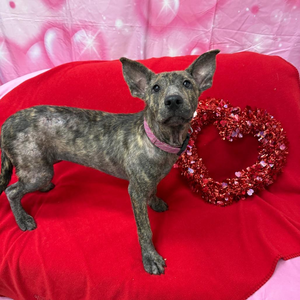 Enlarge Opal, a Adoptable Labrador Retriever in Houston, TX image 2/3