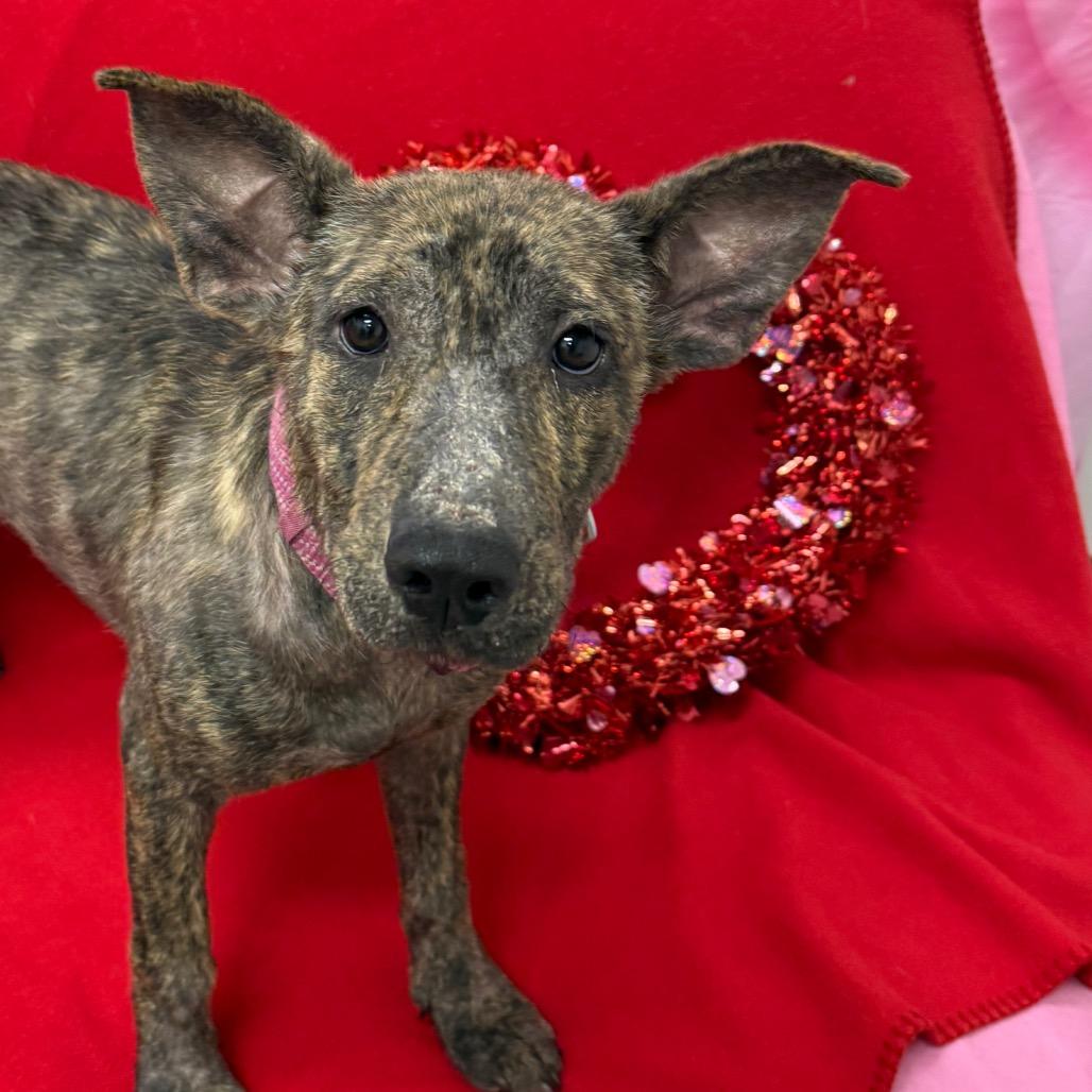Enlarge Opal, a Adoptable Labrador Retriever in Houston, TX image 3/3