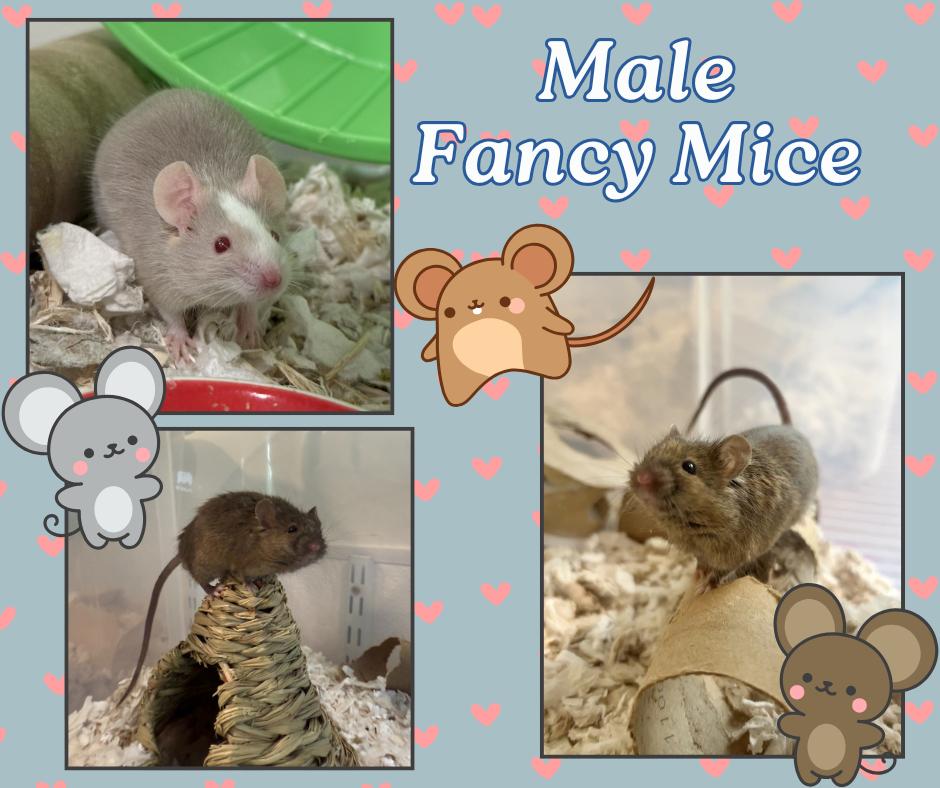 Male Fancy Mice