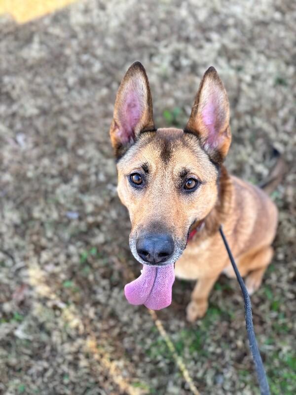 Enlarge Casey, a Adoptable mixed breed in Berkeley Heights, NJ image 1/6