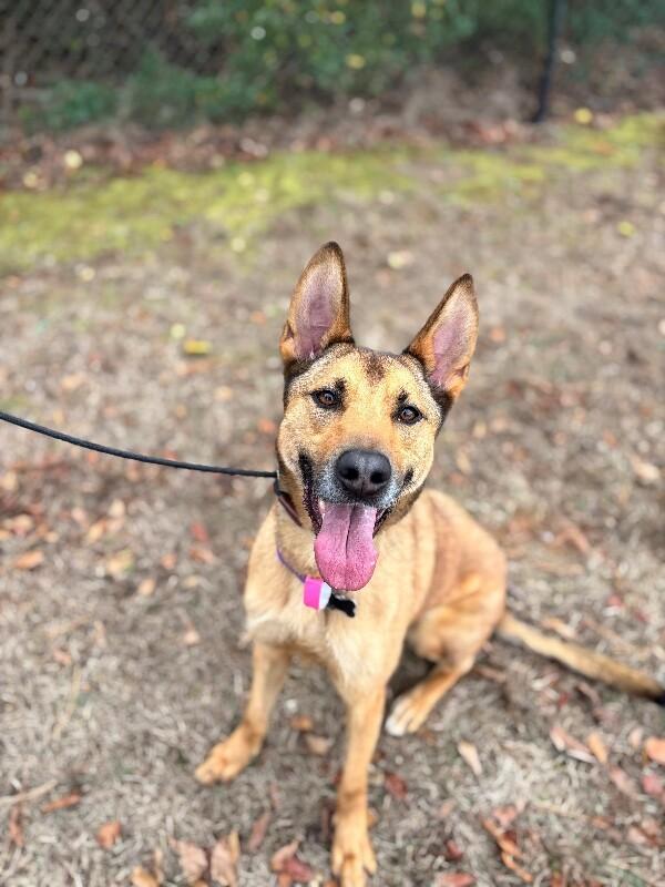 Enlarge Casey, a Adoptable mixed breed in Berkeley Heights, NJ image 2/6