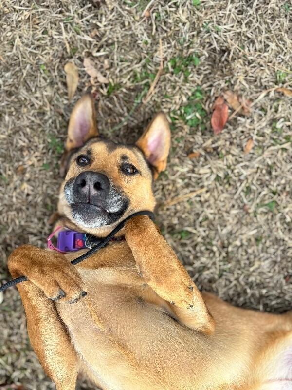 Enlarge Casey, a Adoptable mixed breed in Berkeley Heights, NJ image 3/6