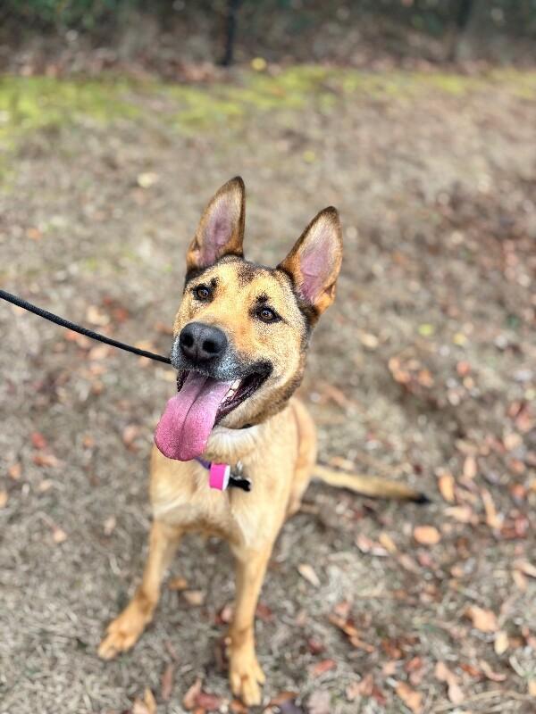 Enlarge Casey, a Adoptable mixed breed in Berkeley Heights, NJ image 4/6