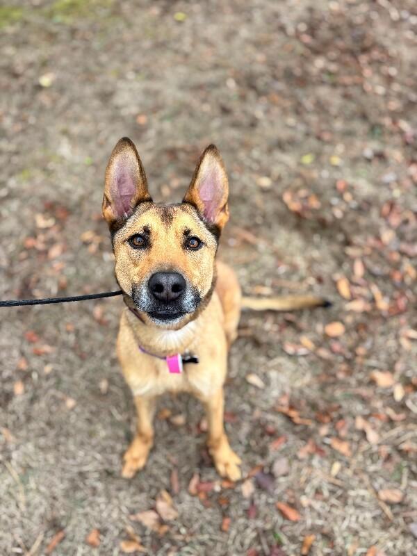 Enlarge Casey, a Adoptable mixed breed in Berkeley Heights, NJ image 5/6