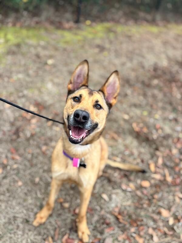 Enlarge Casey, a Adoptable mixed breed in Berkeley Heights, NJ image 6/6