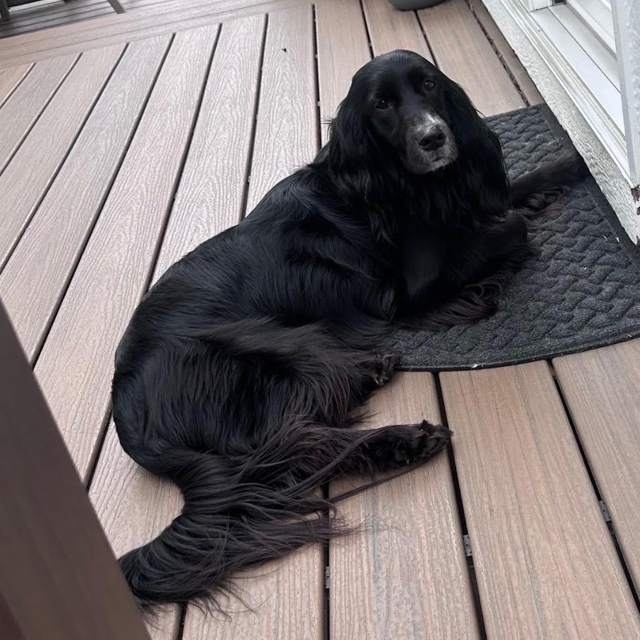 Maggie, Adoptable, Adult Female English Springer Spaniel & Mixed Breed.